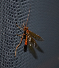 Opheltes glaucopterus