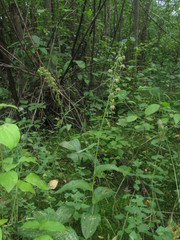 Epipactis leptochila