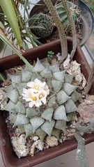 Ariocarpus retusus