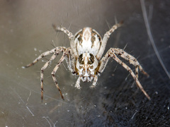 Oxyopes globifer