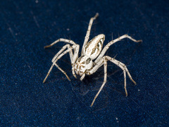 Oxyopes globifer