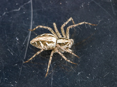 Oxyopes globifer