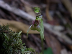 Chiloglottis sphaerula