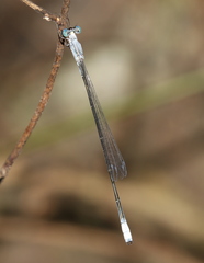 Labidiosticta vallisi