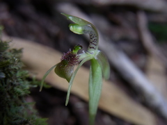 Chiloglottis sphaerula