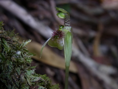 Chiloglottis sphaerula