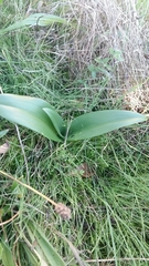 Himantoglossum hircinum