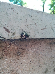 Poecilocoris lewisi
