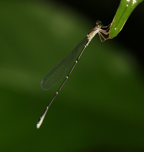 Oristicta filicicola Tillyard, 1913