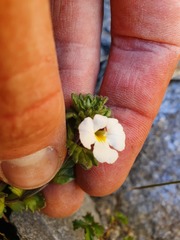 Euphrasia australis