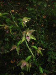 Epipactis leptochila