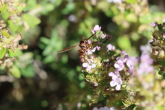 Physocephala marginata