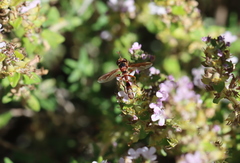 Physocephala marginata