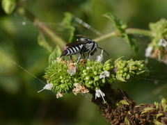 Coelioxys echinatus