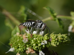 Coelioxys echinatus