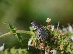 Coelioxys echinatus