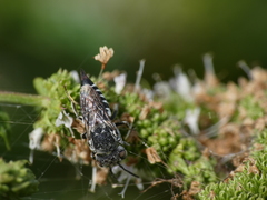 Coelioxys echinatus
