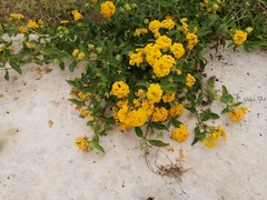 Lantana × hybrida