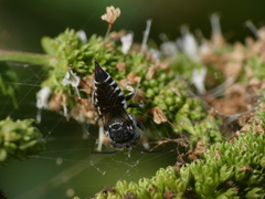 Coelioxys echinatus