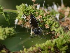 Coelioxys echinatus