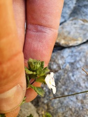 Euphrasia australis