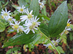 Aster yomena