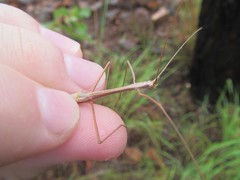 Austrosipyloidea carterus