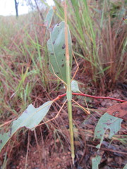 Austrosipyloidea carterus