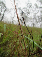 Austrosipyloidea carterus
