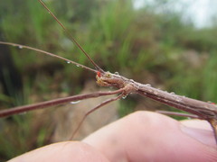 Austrosipyloidea carterus