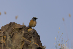 Phoenicurus ochruros phoenicuroides