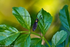 Nephrotoma antennata