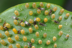 Encyrtinae
