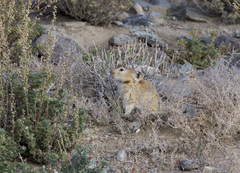 Pika