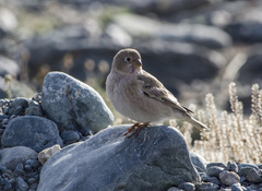 Bucanetes mongolicus