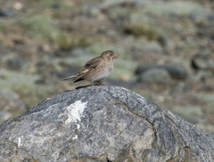 Bucanetes mongolicus