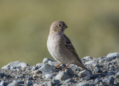 Bucanetes mongolicus