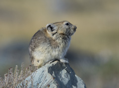 Pika
