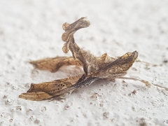 Terastia africana