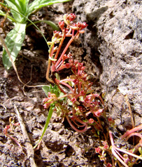 Crassula vaillantii