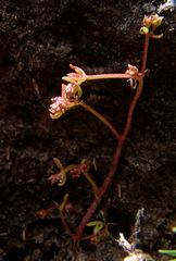 Crassula vaillantii