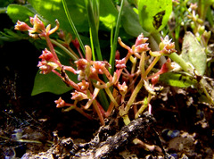 Crassula vaillantii