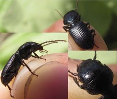 Dixus clypeatus