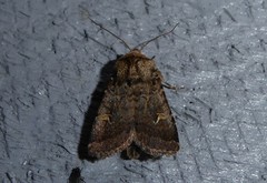 Proteuxoa tetronycha