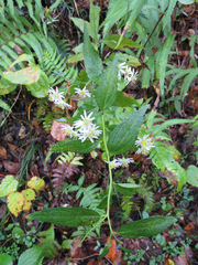 Aster yomena
