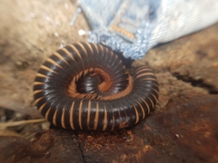 Archispirostreptus gigas