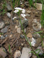 Dontostemon pinnatifidus