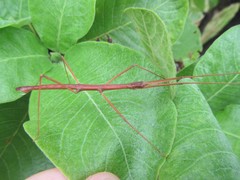 Pachymorpha simplicipes