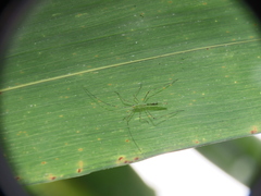 Mecistoscelis scirtetoides