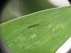 Mecistoscelis scirtetoides